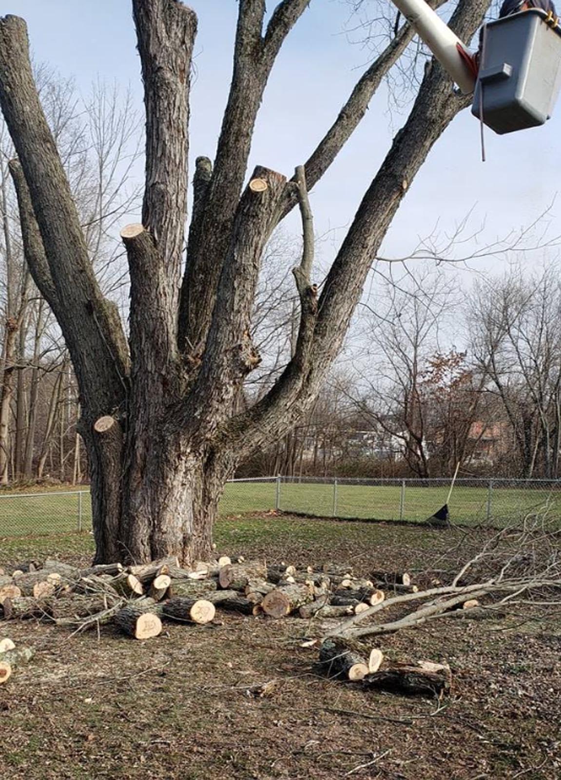Residential and Commercial Tree Middletown, CT Nutmeg Tree