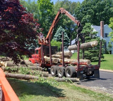 Tree Care Service Middletown, CT