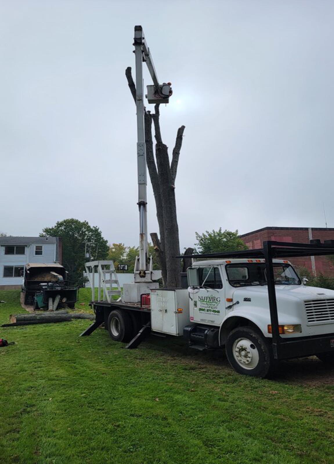 licensed tree service middlefield ct