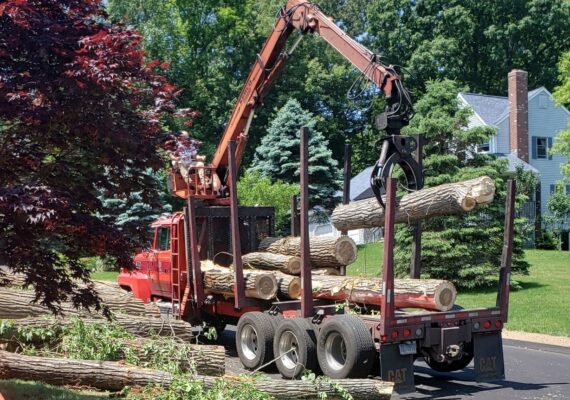 Residential and Commercial Tree service Middletown, CT