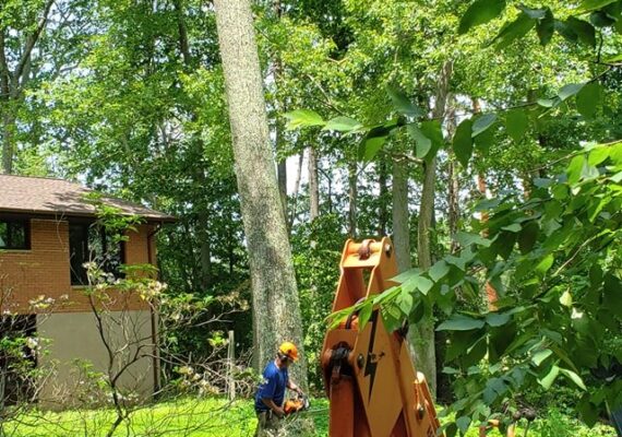 Tree Removal Cromwell CT