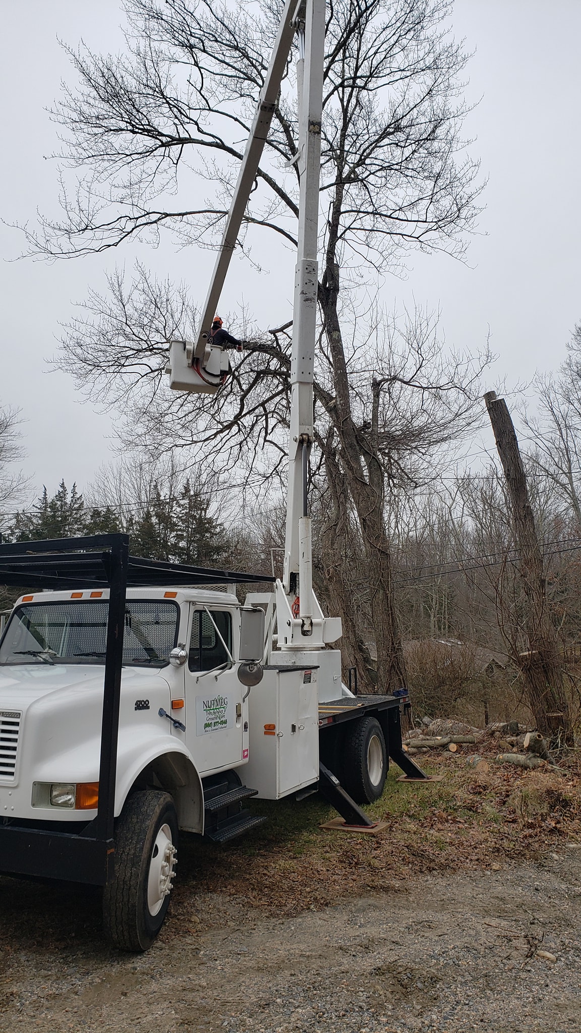 Tree Removal Durham CT