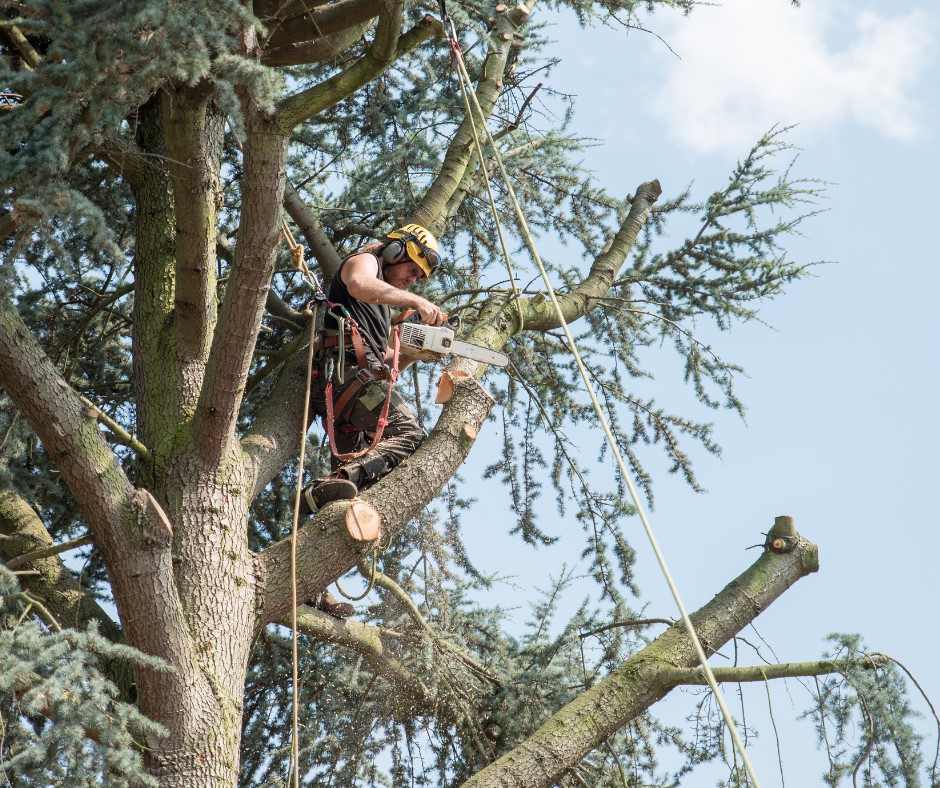 Tree Cabling and Bracing Portland CT Nutmeg Tree