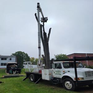Tree Removal Essex CT