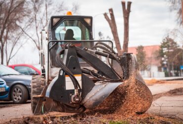 Stump Grinding service in Clinton CT