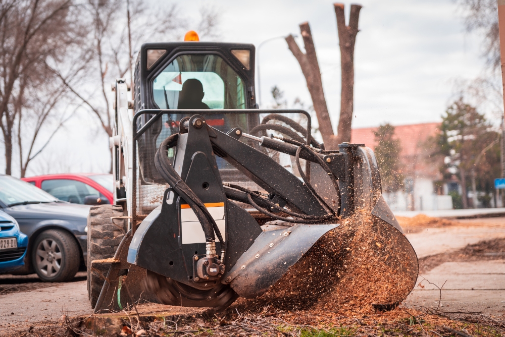 Stump Grinding service in Clinton CT