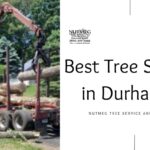 Best Tree Services in Durham CT