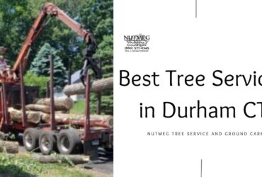 Best Tree Services in Durham CT