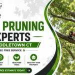 Tree Pruning Experts in Middletown CT | Nutmeg Tree Service