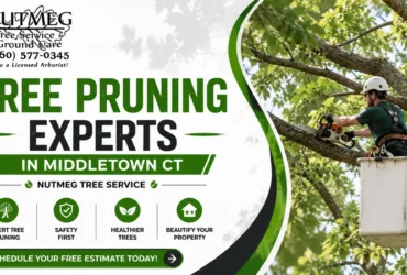 Tree Pruning Experts in Middletown CT | Nutmeg Tree Service