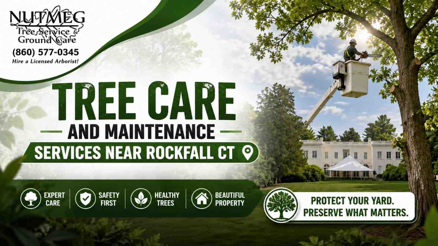 Tree Care and Maintenance Services Near Rockfall CT