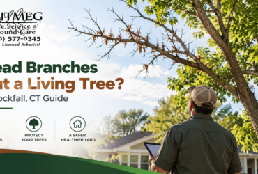 Dead branches on living tree