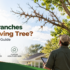 Dead branches on living tree