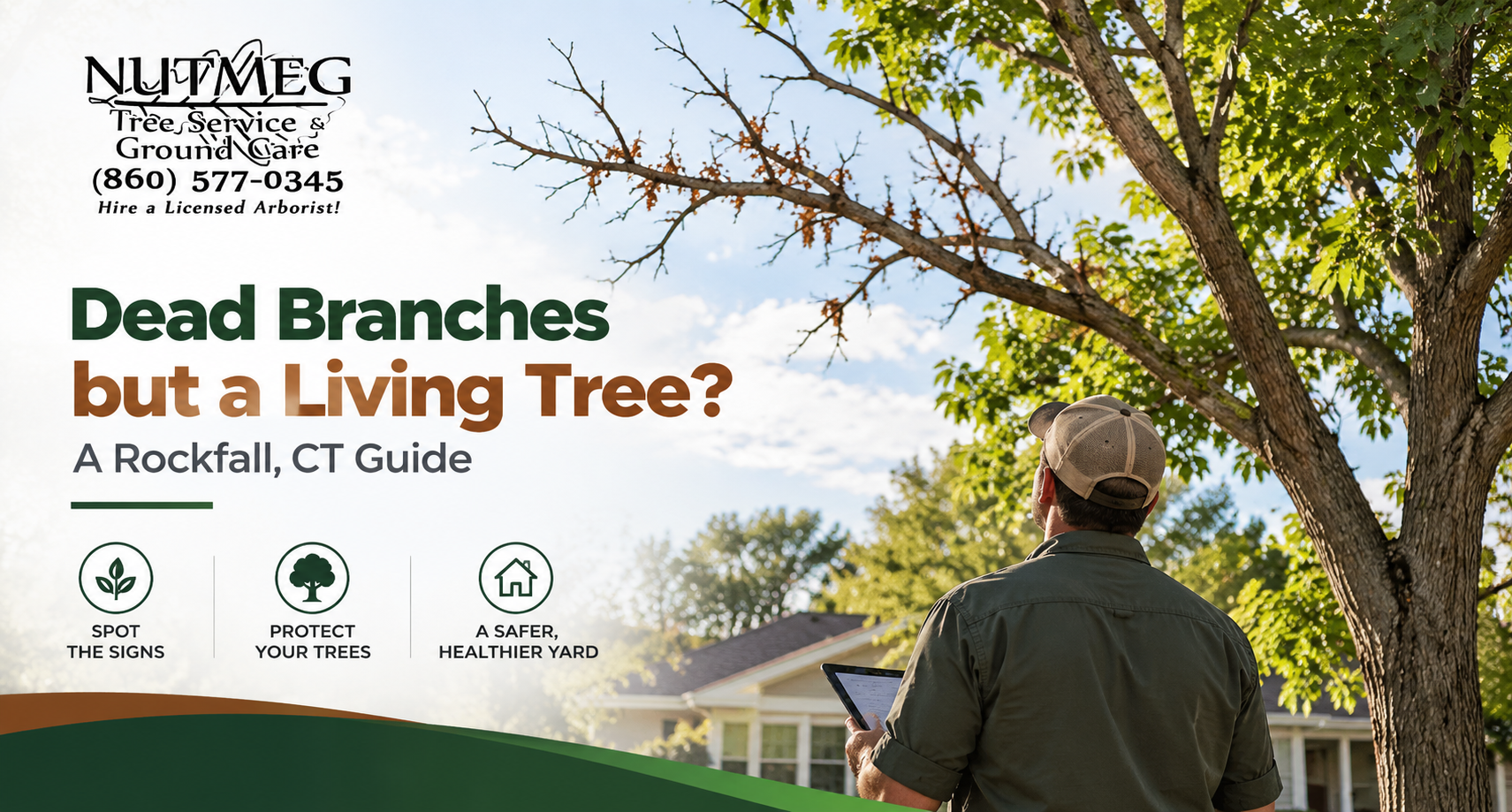 Dead branches on living tree